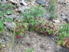 Wild Rasberries