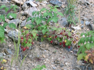 Labor Day Weekend 2005 - Wild Rasberries